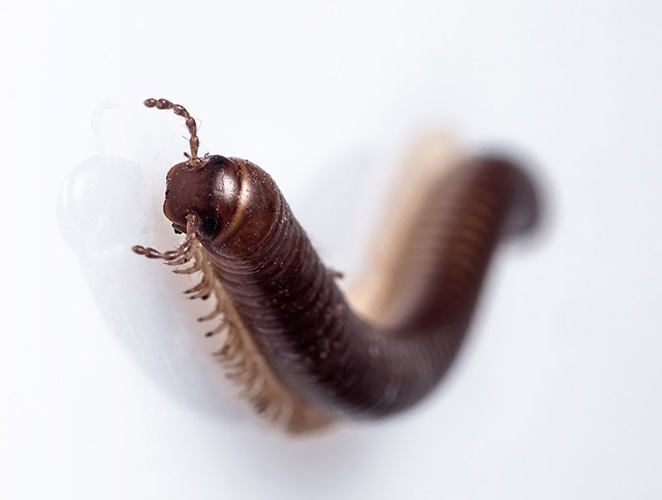 Millipedes in Boise, Idaho How To Get Rid of Millipedes