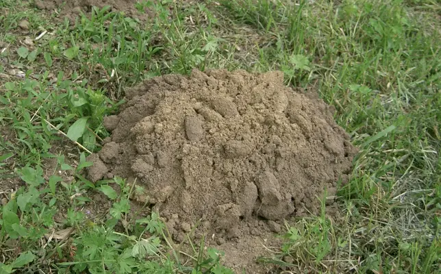 grass damage from moles