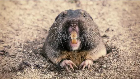 gopher coming out of the ground
