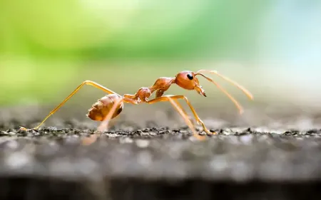 fire ant up close