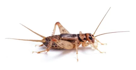 cricket