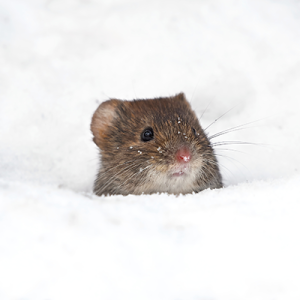 vole