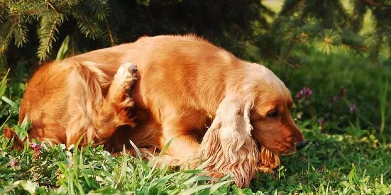 Dog scratching
