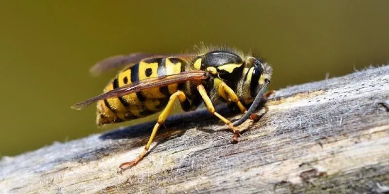 wasp