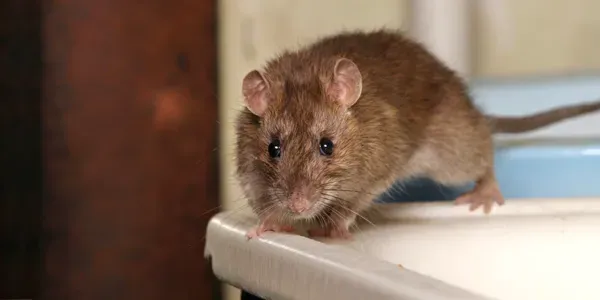 Rodent control