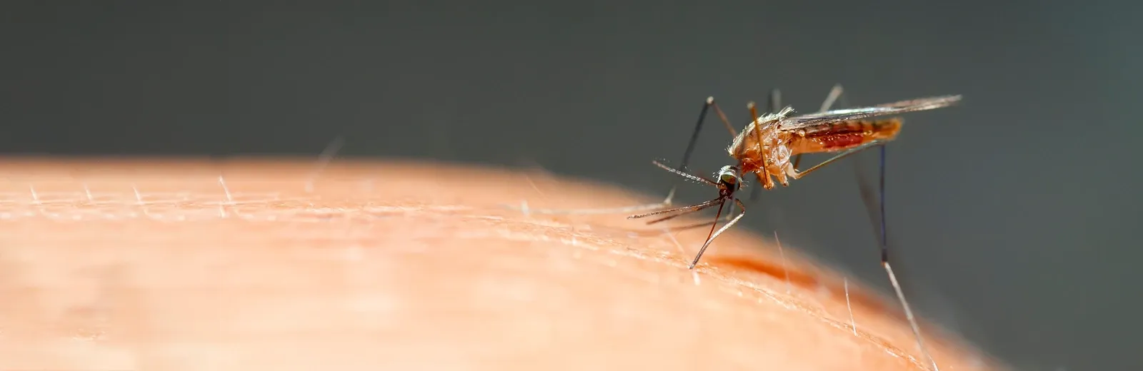 Mosquito landing on person's arm