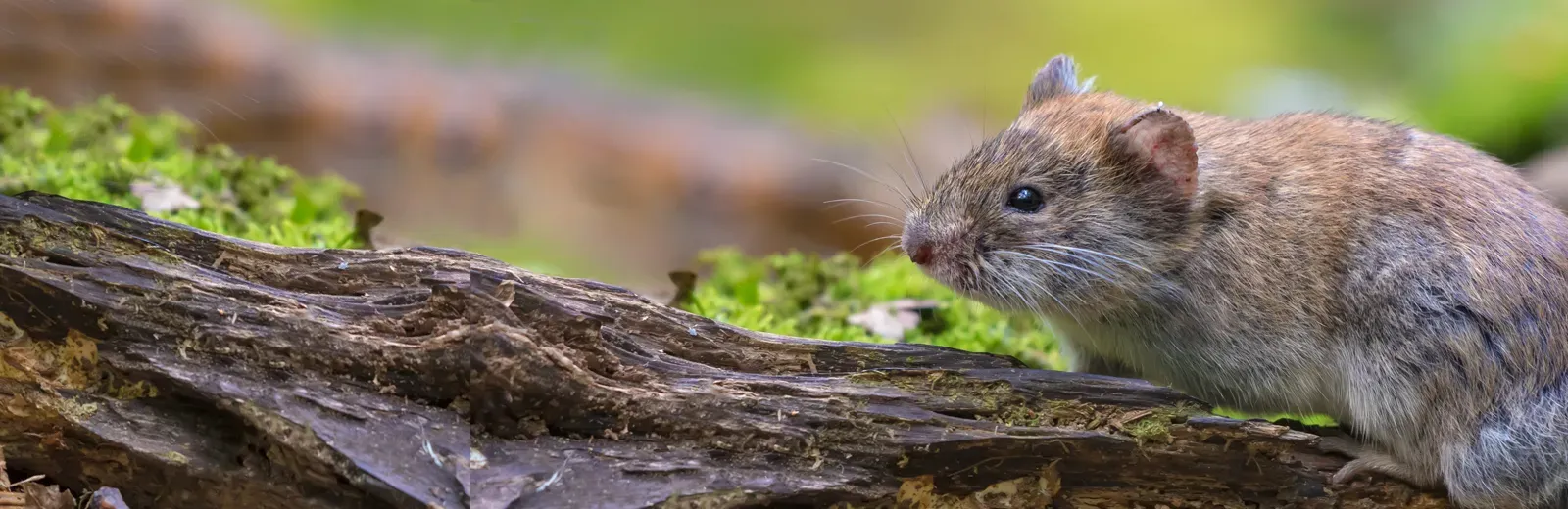 vole outside