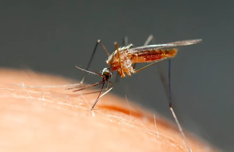 Mosquito landing on person's arm