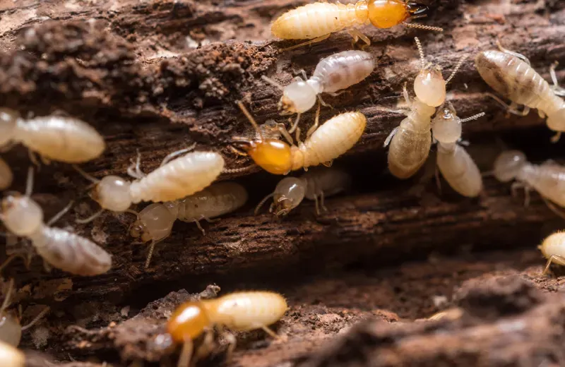 Termites on wood