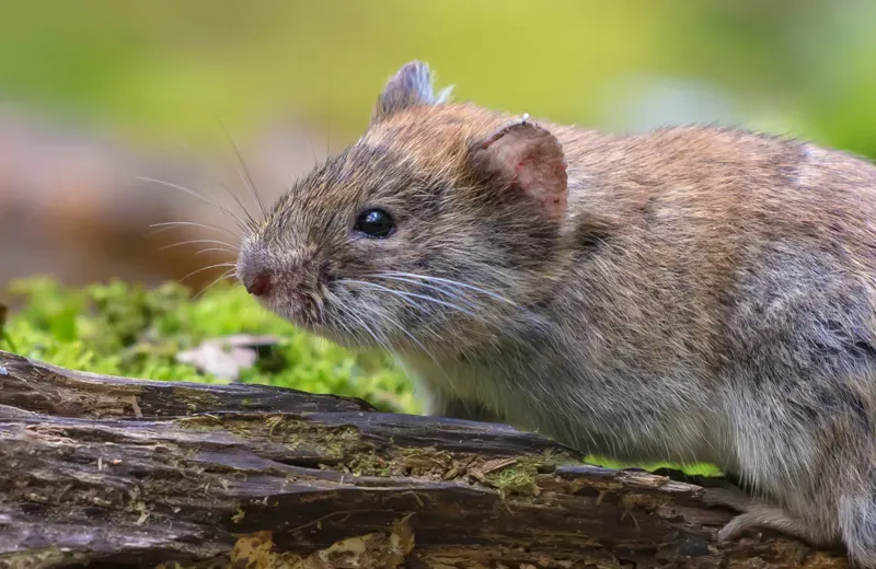 vole outside