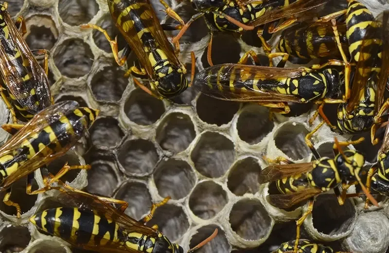 wasps-hero