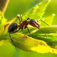 ant on a leaf