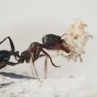 ant