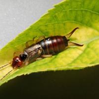 earwig