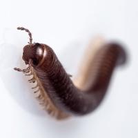 millipede