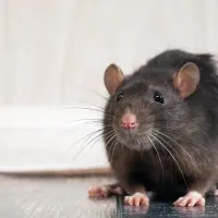 rat