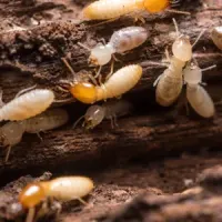 Termites on wood