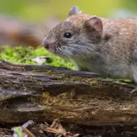 Gopher and vole control