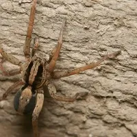 wolf spider in idaho 