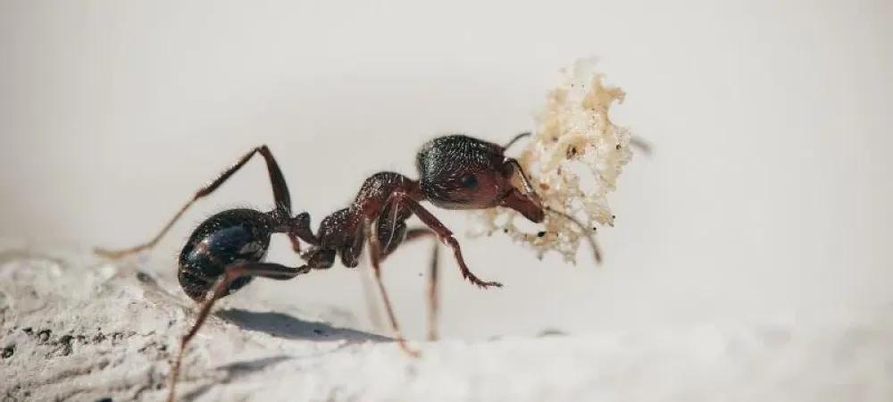 ant