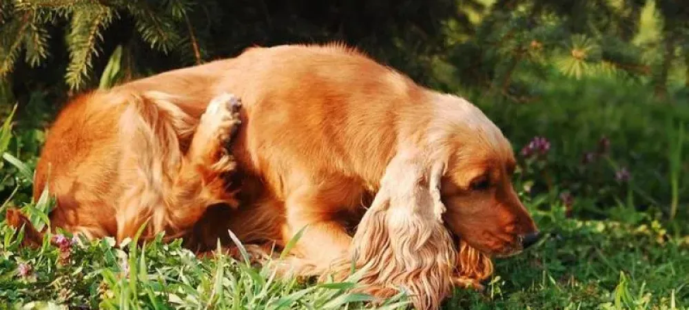 Dog scratching