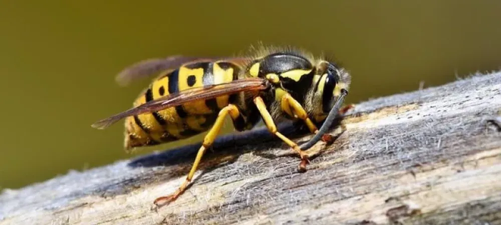 wasp