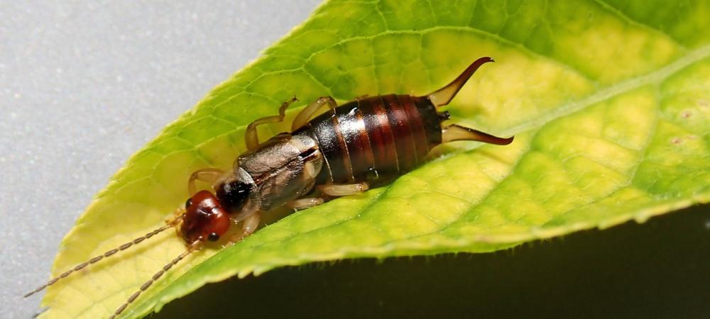 earwig