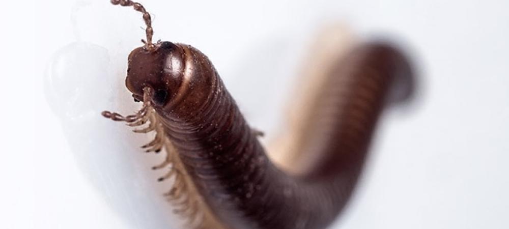 millipede