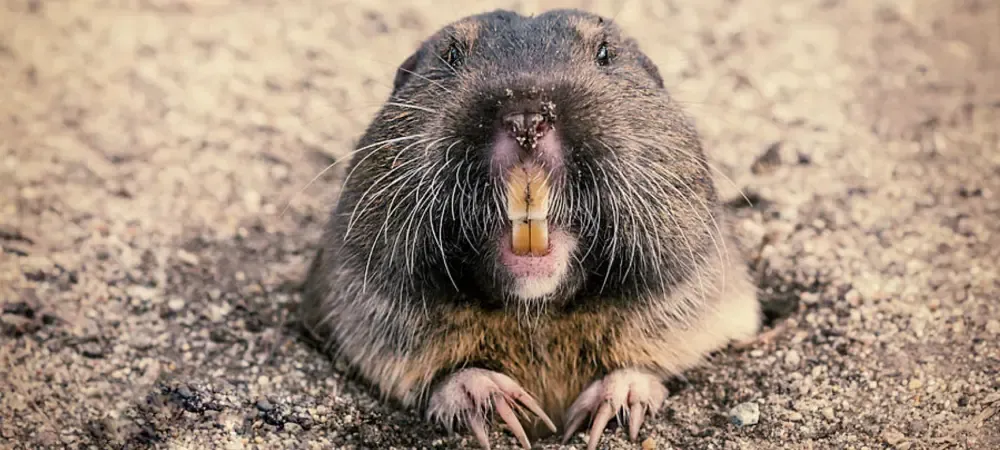 gopher coming out of the ground