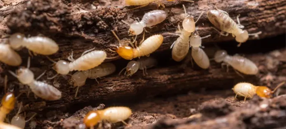 Termites on wood