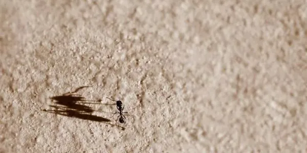 ant