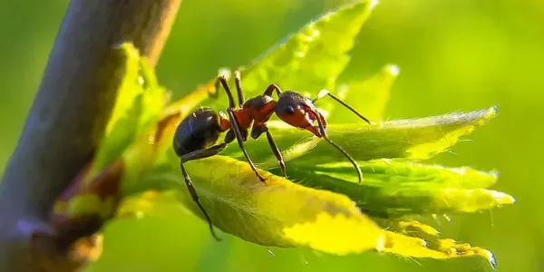 ant on a leaf