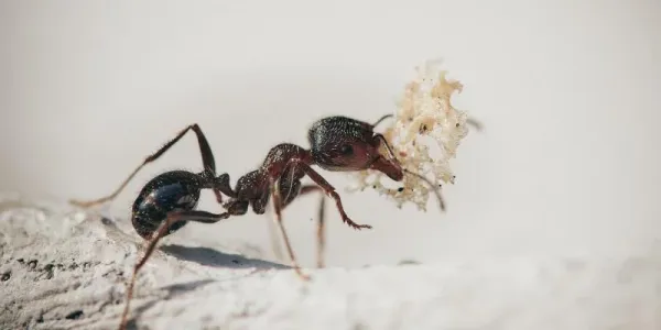 ant