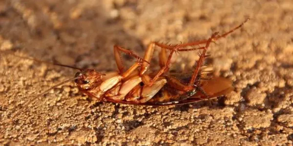 cockroach