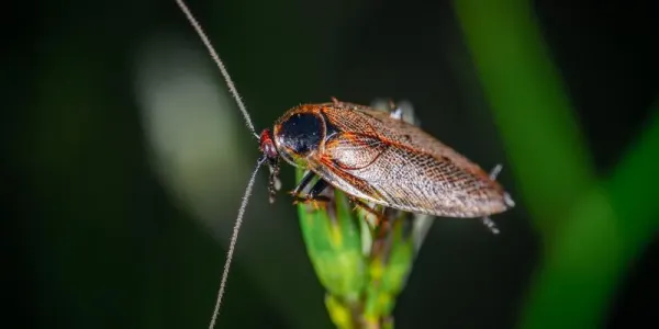 cockroach