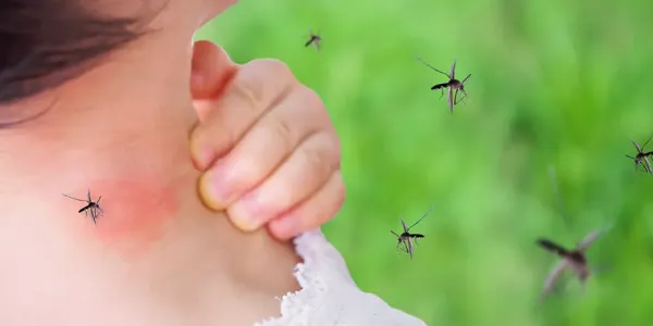 being attacked by mosquitoes