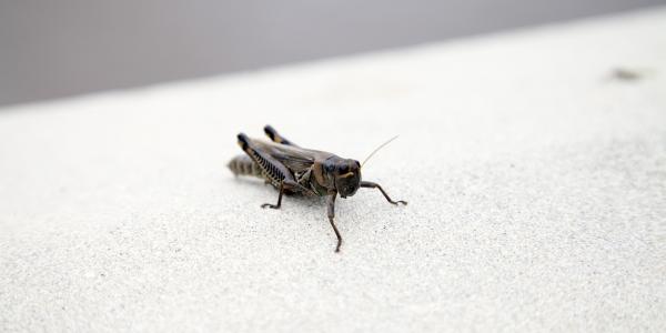 Cricket