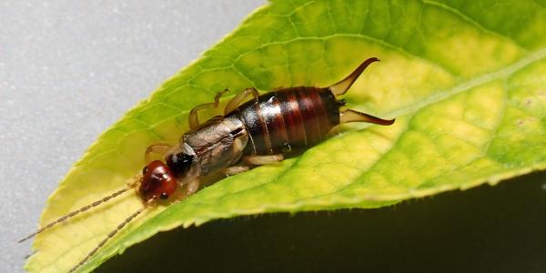 earwig