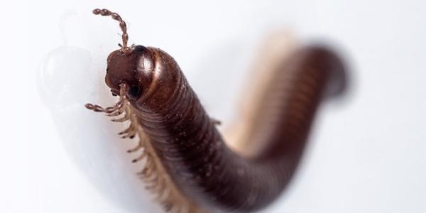millipede