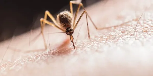 mosquito