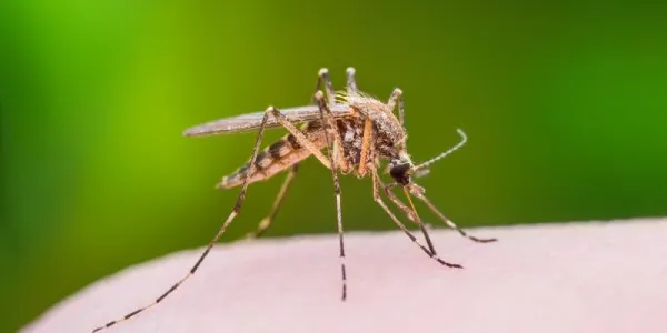 mosquito