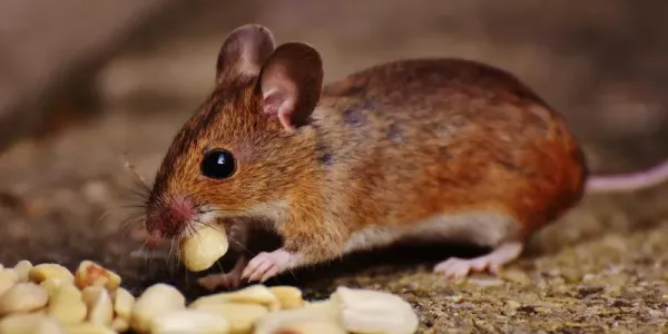 mouse