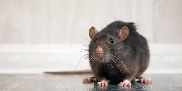 rat
