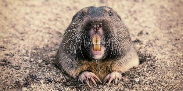 gopher