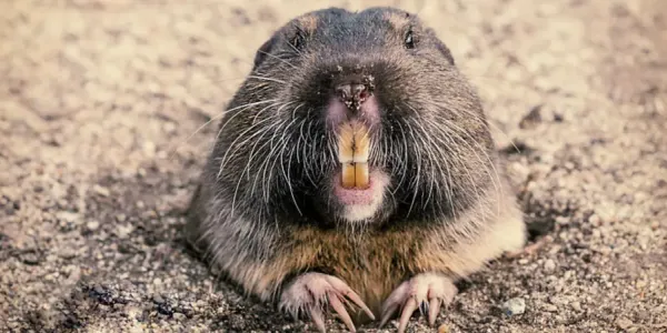 gopher coming out of the ground