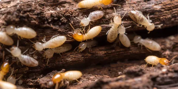 Termites on wood