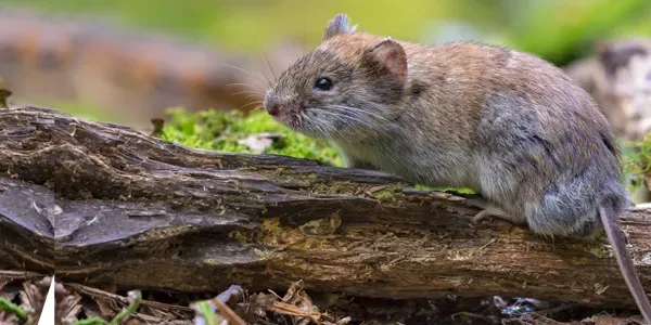 Gopher and vole control