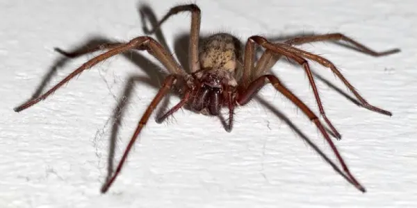 spider