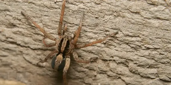 wolf spider in idaho 