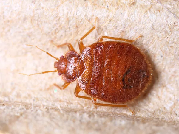 bed bugs